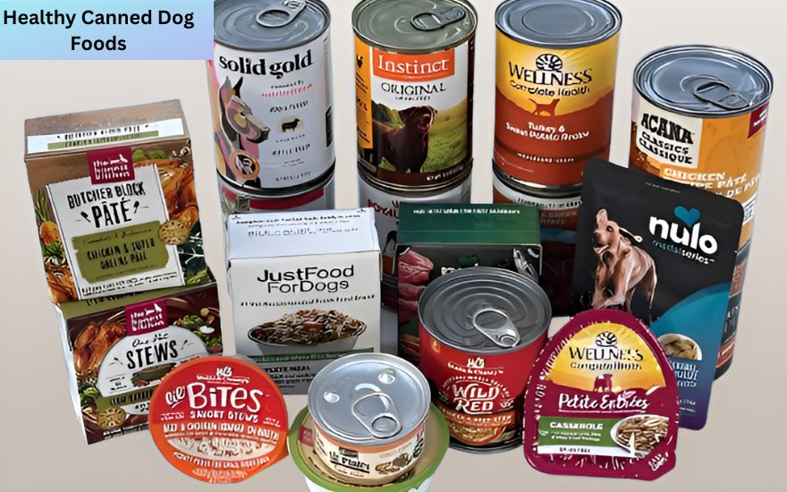 Healthy Canned Dog Foods Featured photo