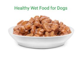 Healthy Wet food for dogs